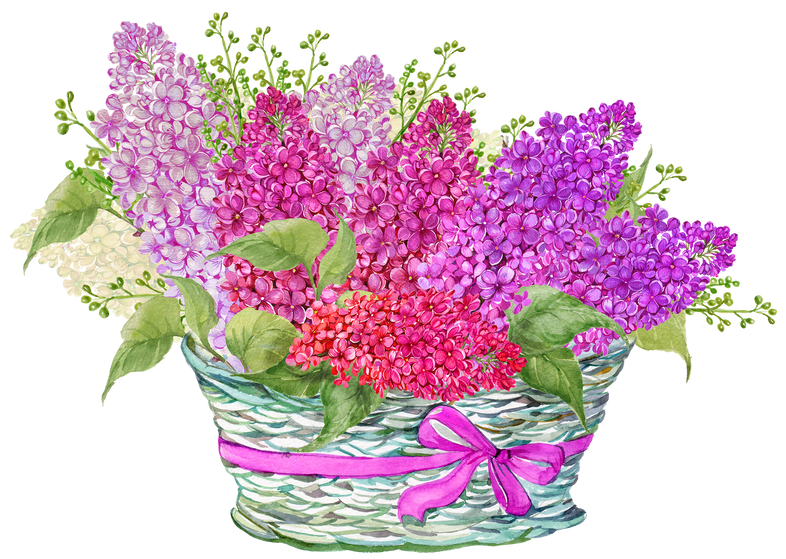 A bouquet of lilacs in a basket .Watercolor illustration